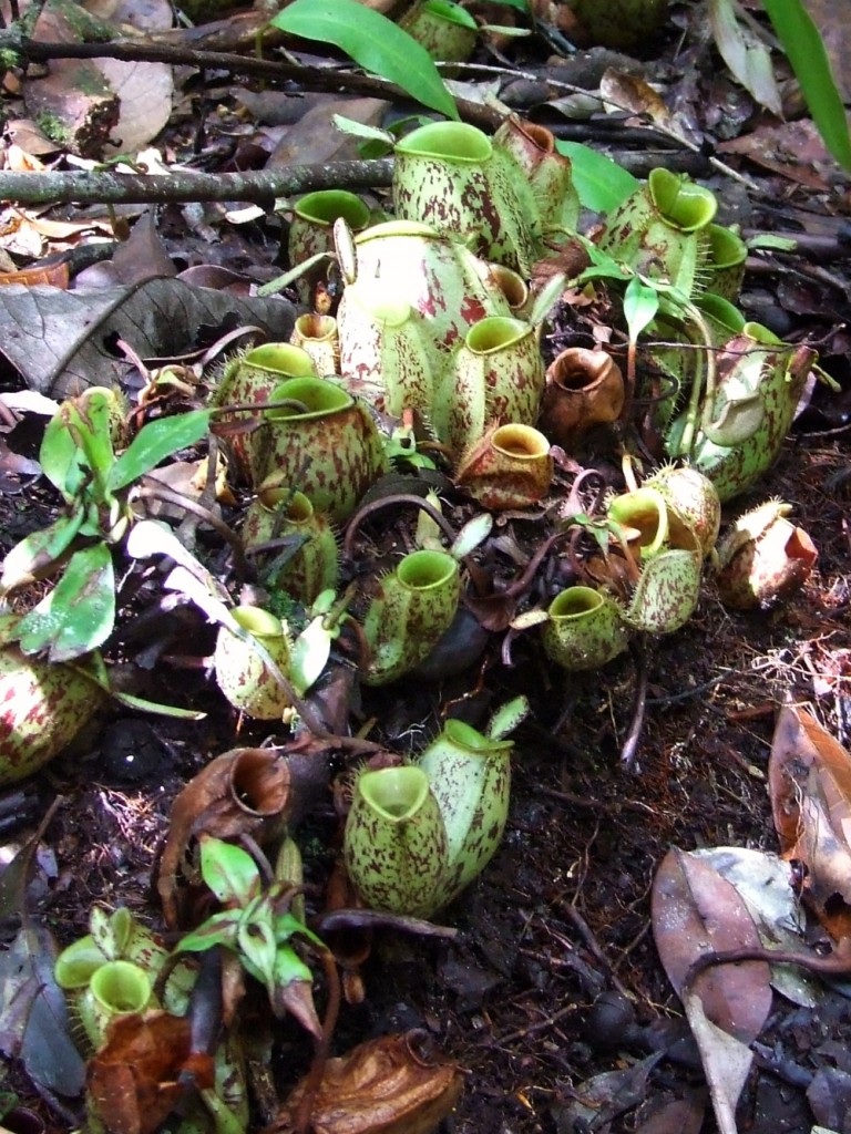 Pitcher plants at the second orang feeding station